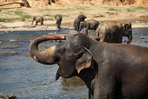 Elephants bathing in the river. Landscape. Stock Photos