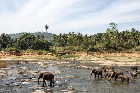 Elephants bathing in the river. Landscape. Stock Photos