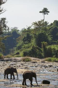 Elephants bathing in the river. Landscape. Stock Photos