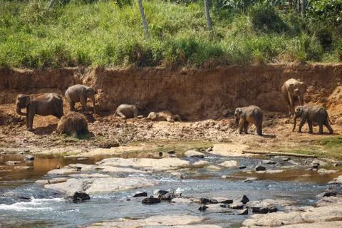 Elephants bathing in the river. Landscape. Stock Photos