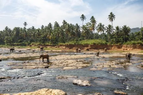 Elephants bathing in the river. Landscape. Stock Photos