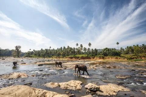 Elephants bathing in the river. Landscape. Stock Photos