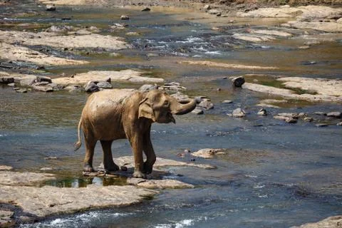Elephants bathing in the river. Landscape. Stock Photos