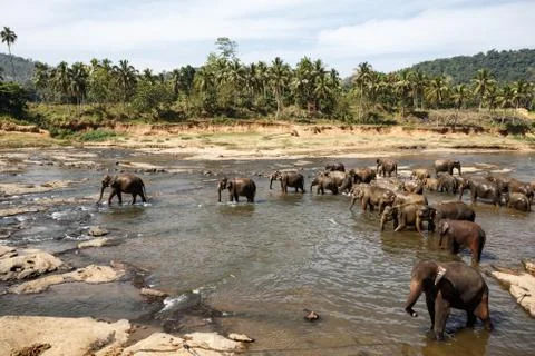 Elephants bathing in the river. Landscape. Stock Photos