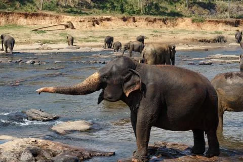 Elephants bathing in the river. Landscape. Stock Photos