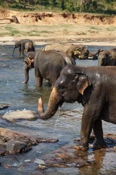 Elephants bathing in the river. Landscape. Stock Photos