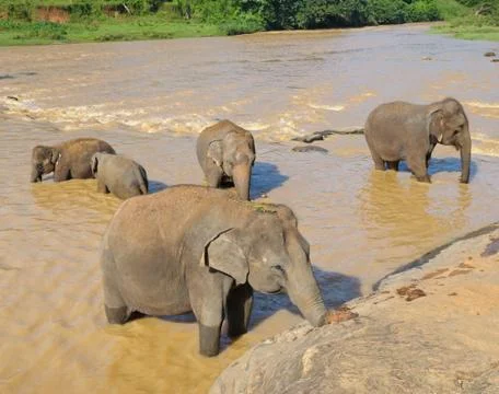 Elephants bathing in the river 스톡 사진