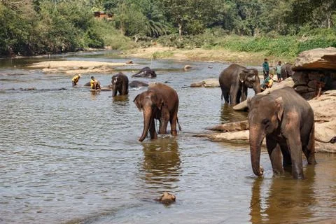 Elephants bathing in the river. Stock Photos