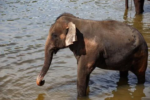 Elephants bathing in the river. Stock Photos