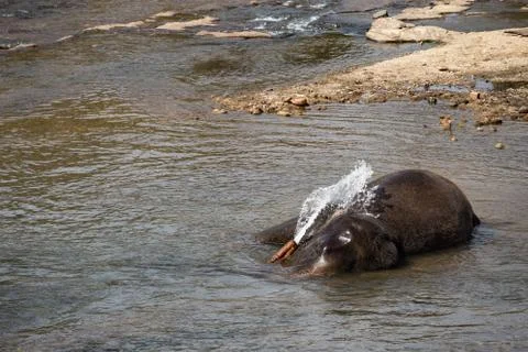 Elephants bathing in the river. Stock Photos