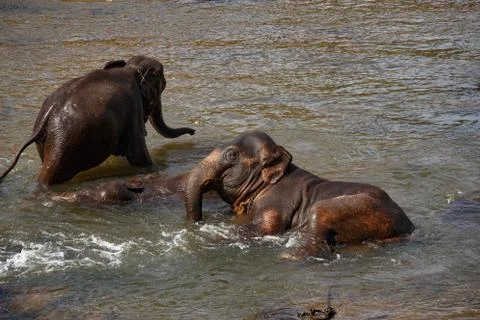 Elephants bathing in the river. Stock Photos