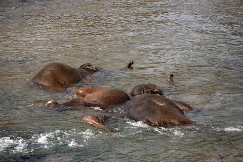 Elephants bathing in the river. Stock Photos