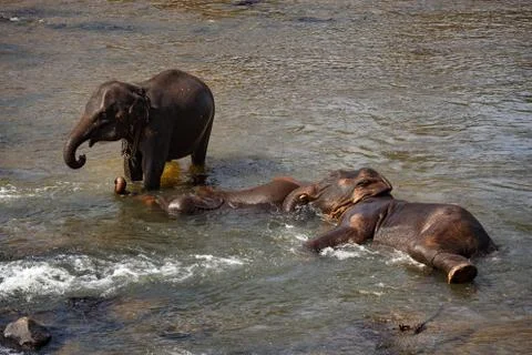 Elephants bathing in the river. Stock Photos