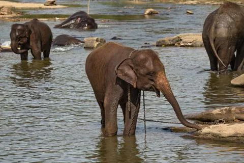 Elephants bathing in the river. Stock Photos