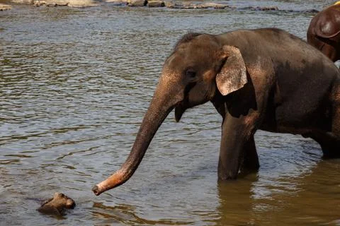 Elephants bathing in the river. Stock Photos