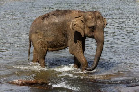 Elephants bathing in the river. Stock Photos
