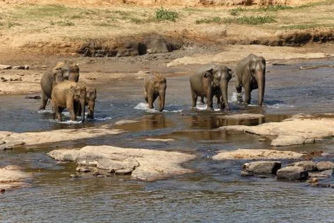  	Elephants bathing in the river.  Stock Photos