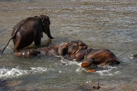 Elephants bathing in the river. Stock Photos