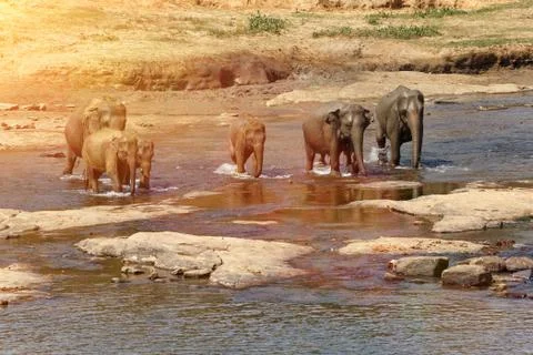 Elephants bathing in the river. Stock Photos
