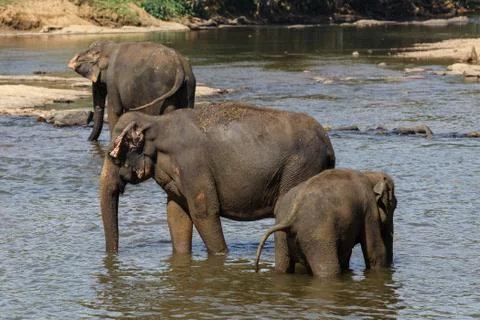 Elephants bathing in the river. Stock Photos