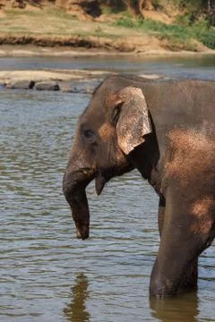 Elephants bathing in the river. Stock Photos