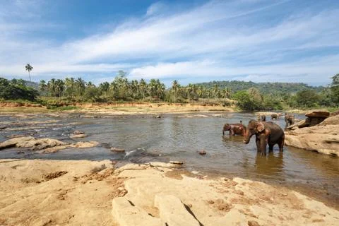 Elephants bathing in the river. Stock Photos
