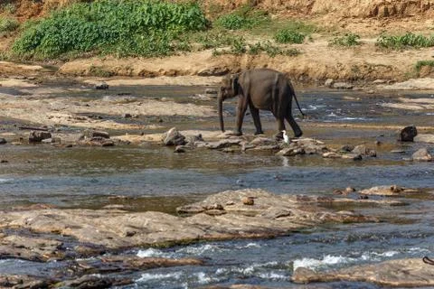 Elephants bathing in the river. Stock Photos
