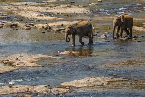 Elephants bathing in the river. Stock Photos