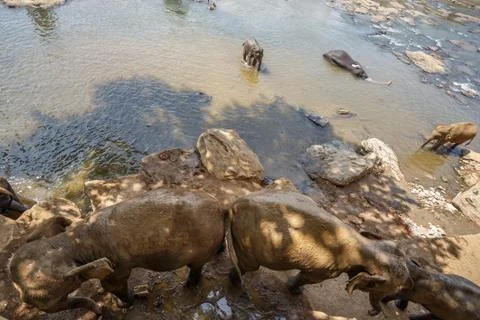 Elephants bathing in the river. Stock Photos