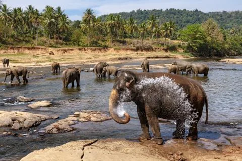 Elephants bathing in the river. Stock Photos