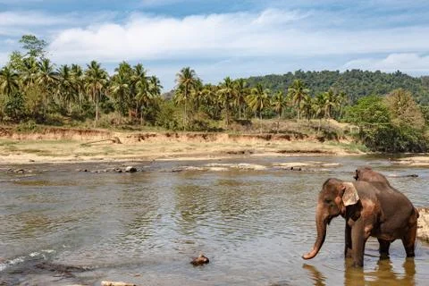 Elephants bathing in the river. Stock Photos