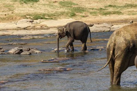 Elephants bathing in the river. Stock Photos