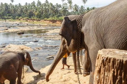 Elephants bathing in the river. Stock Photos