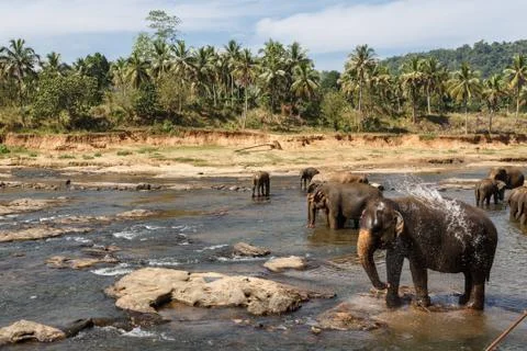 Elephants bathing in the river. Stock Photos