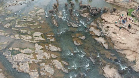 Elephants bathing in the river. Pinnawala Elephant Orphanage. Sri Lanka. Stock Footage 106039186