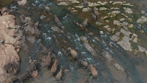 Elephants bathing in the river. Pinnawala Elephant Orphanage. Sri Lanka. Stock Footage 106041573