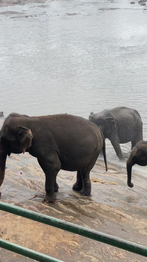 Elephants bathing together at Elephant Bathing Site in natural river setting Stock Footage 314273005
