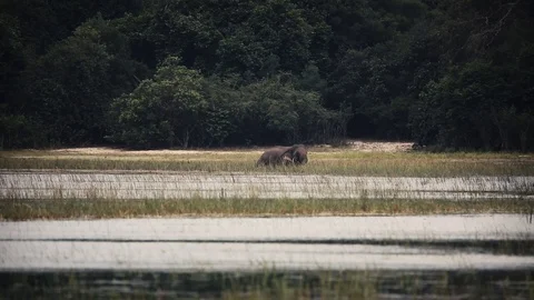 Elephants bathing in the wild from a distance in Sri Lanka Stock Footage 104123003