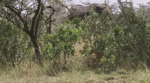 Elephants behind bushes Stock Footage