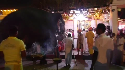 Elephants being blessed at Kataragama Esala Perahera, Sri Lanka Stock Footage 210805058