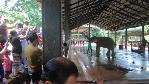 Elephants being fed 動画素材 160128619