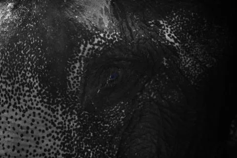 The Elephants blue eye  Stock Photos