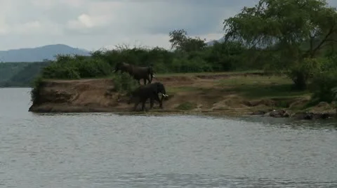 Elephants from Boat 库存影片 10212195