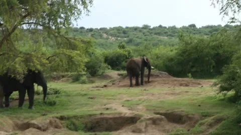 Elephants from Boat2 库存影片 10211236