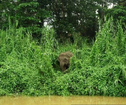 Elephants of Borneo Stock Photos