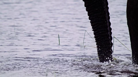 Elephants in Botswana Видео 272140548