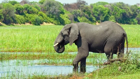 Elephants in Botswana Stock-Footage 272146519