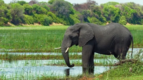 Elephants in Botswana Видео 272146910