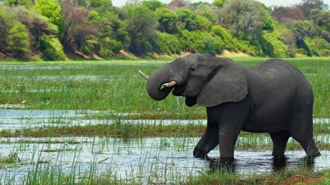 Elephants in Botswana Video stock 272148297