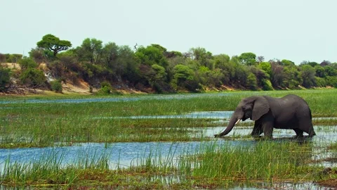 Elephants in Botswana Stock Footage 272149124